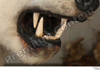 Polar bear mouth teeth 0006.jpg